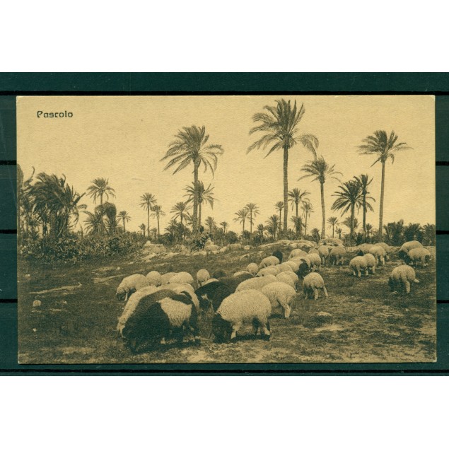 Libia ca. 1910 - Cartolina postale "pascolo"